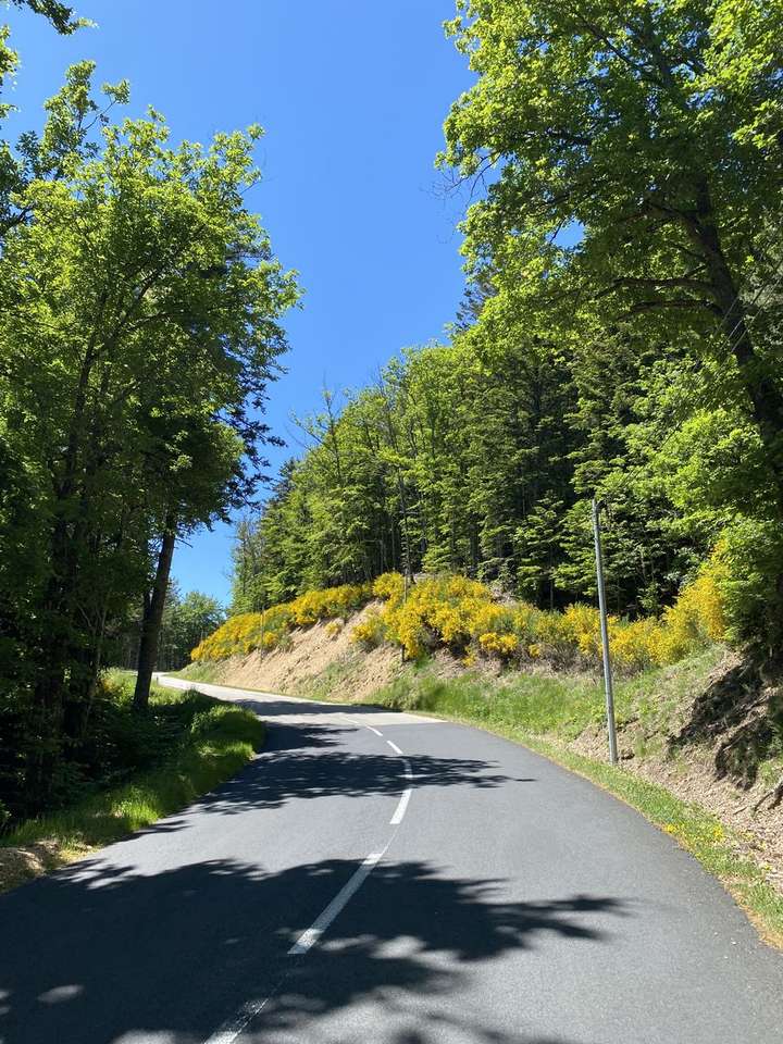 Des genêts sur le bord de la route