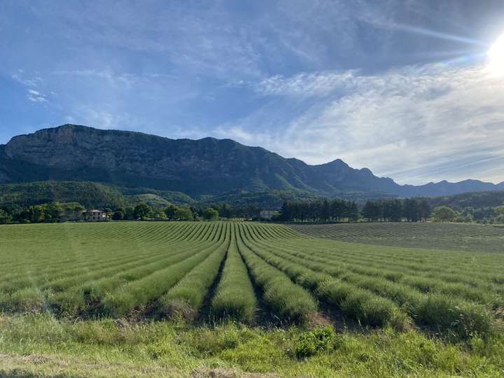 Champ de lavande