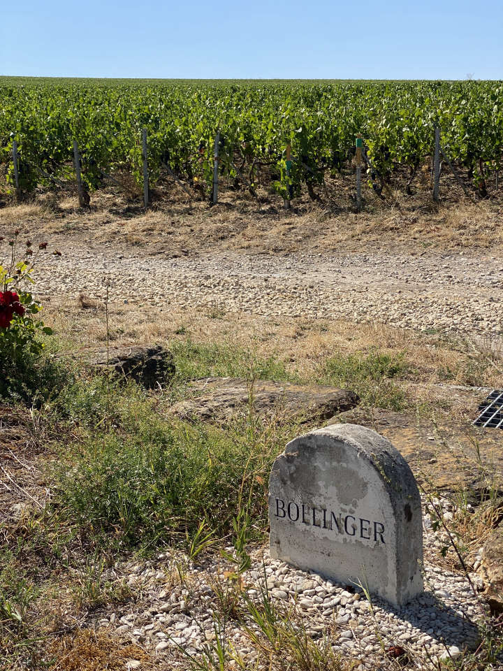 Vignoble de Champagne