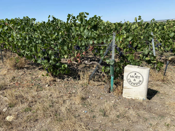 Vignoble de Champagne