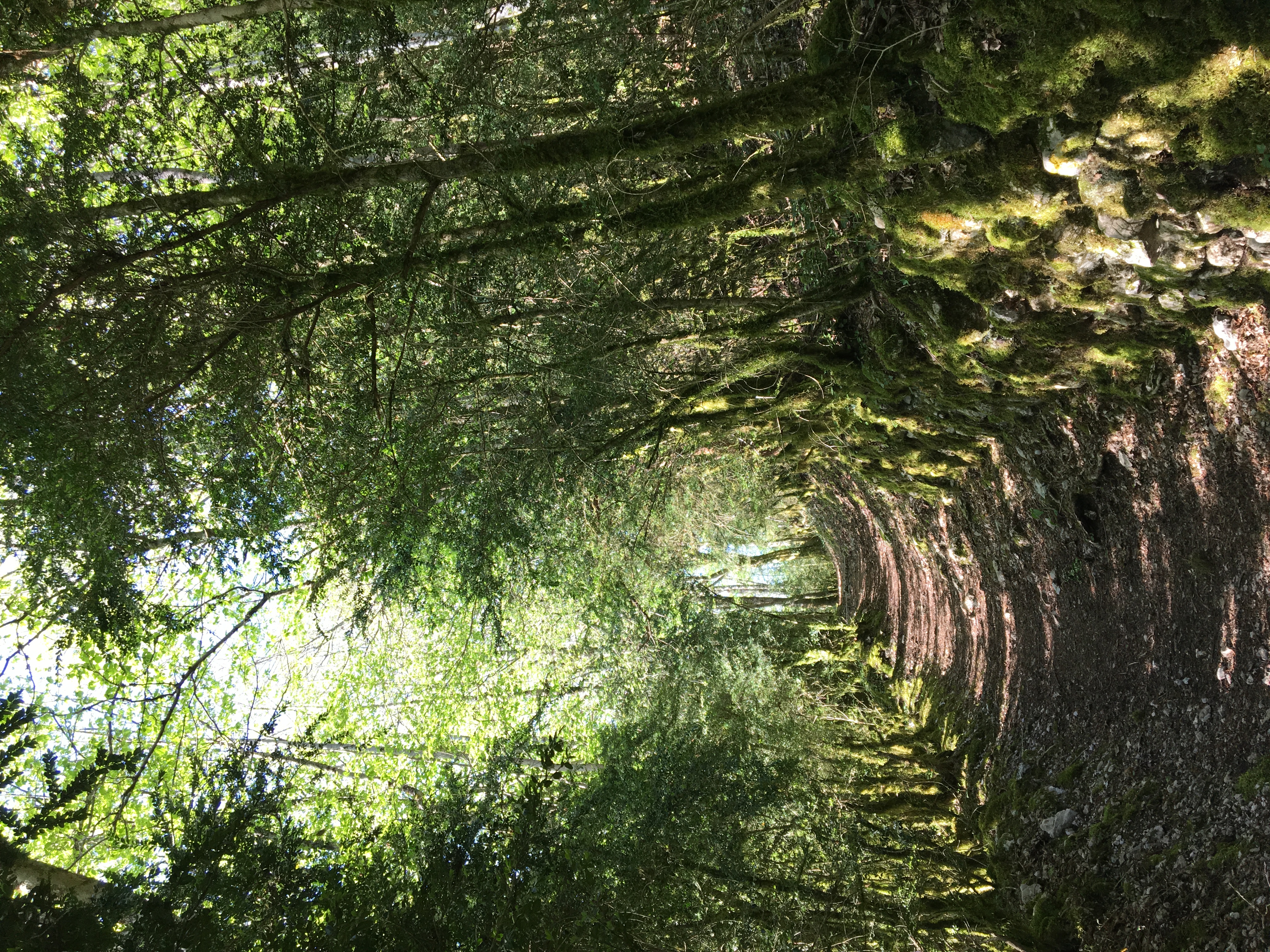Sur le chemin du belvédère de l'Ermitage