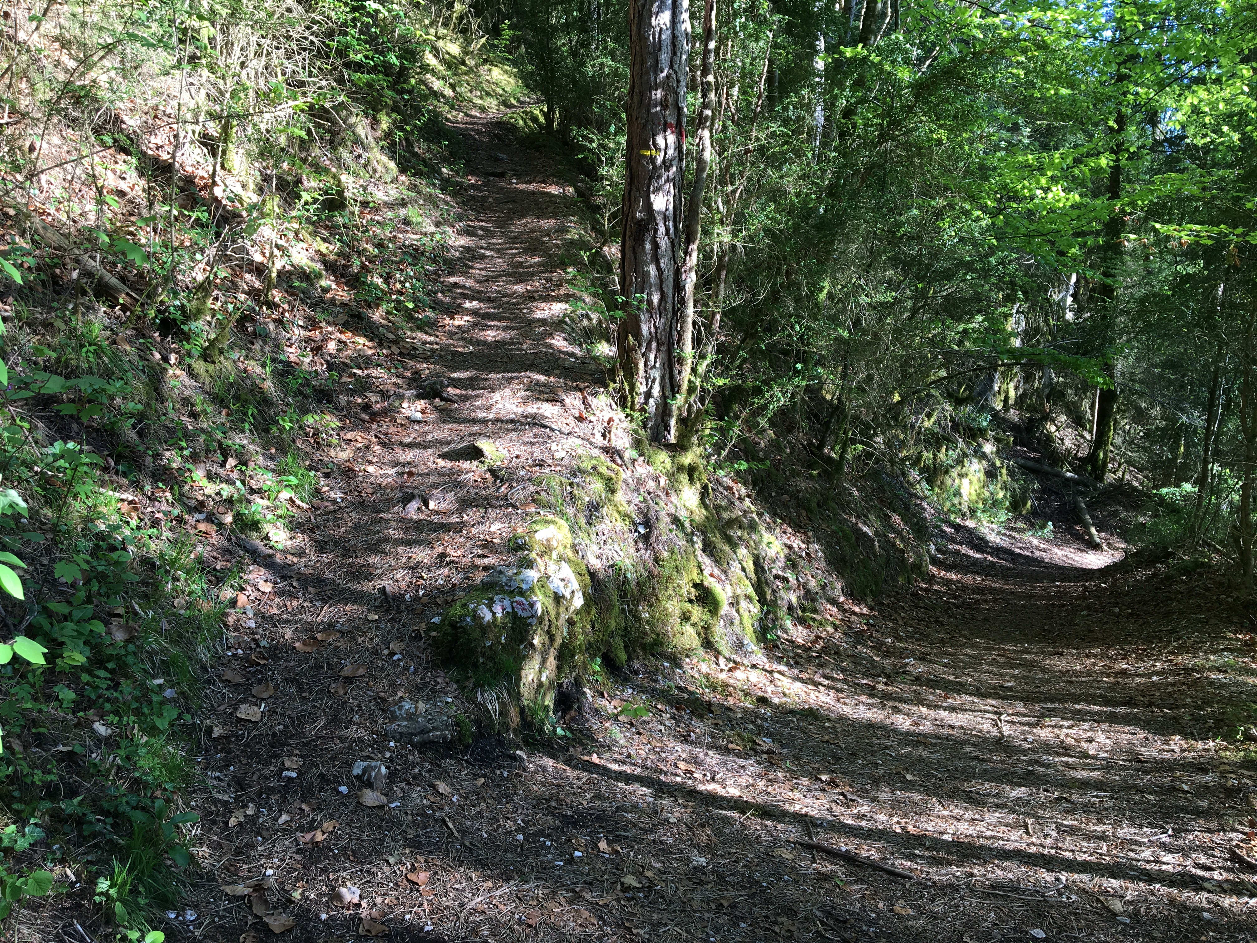 Sur le chemin du belvédère de l'Ermitage