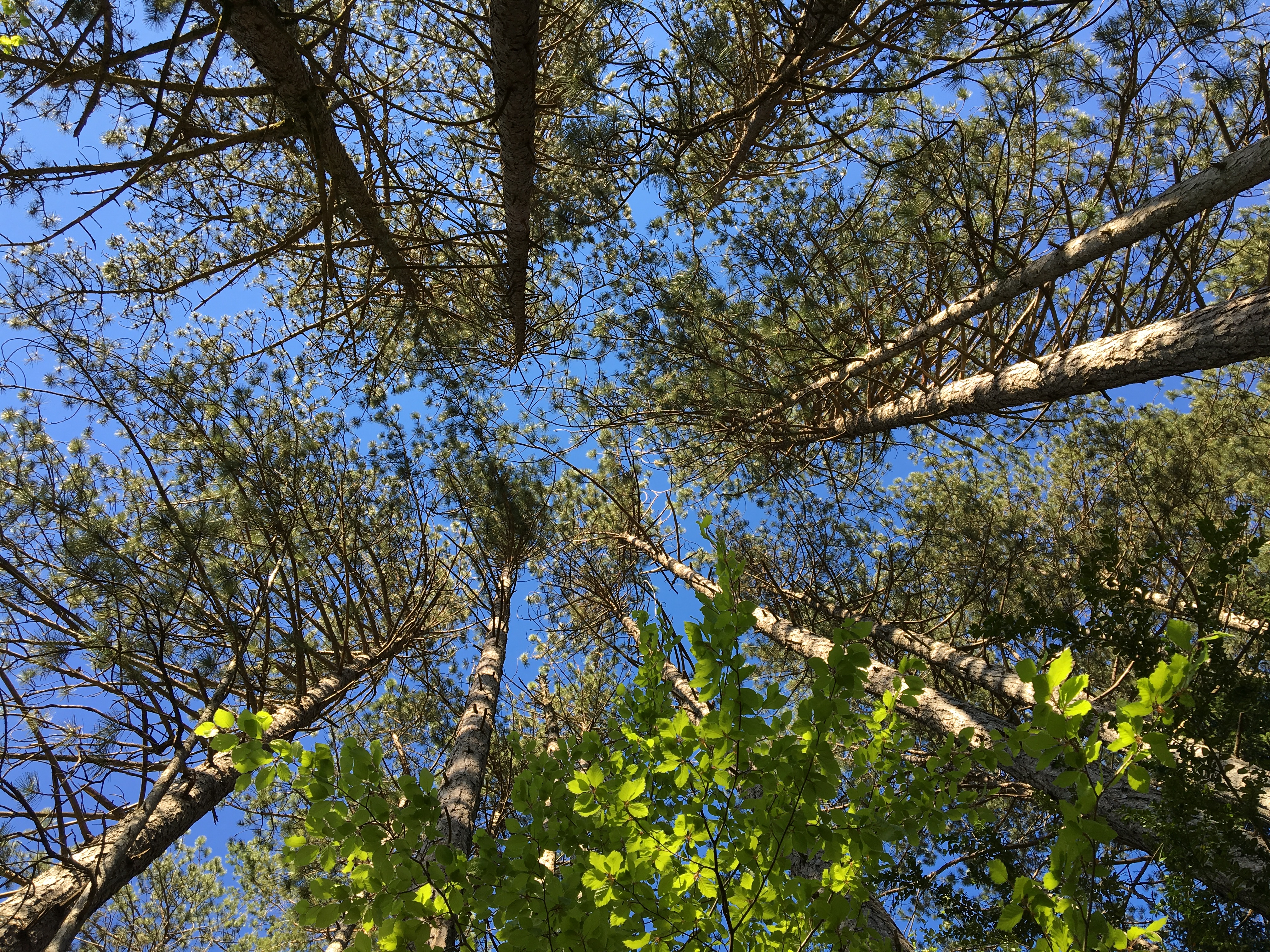 Sur le chemin du belvédère de l'Ermitage